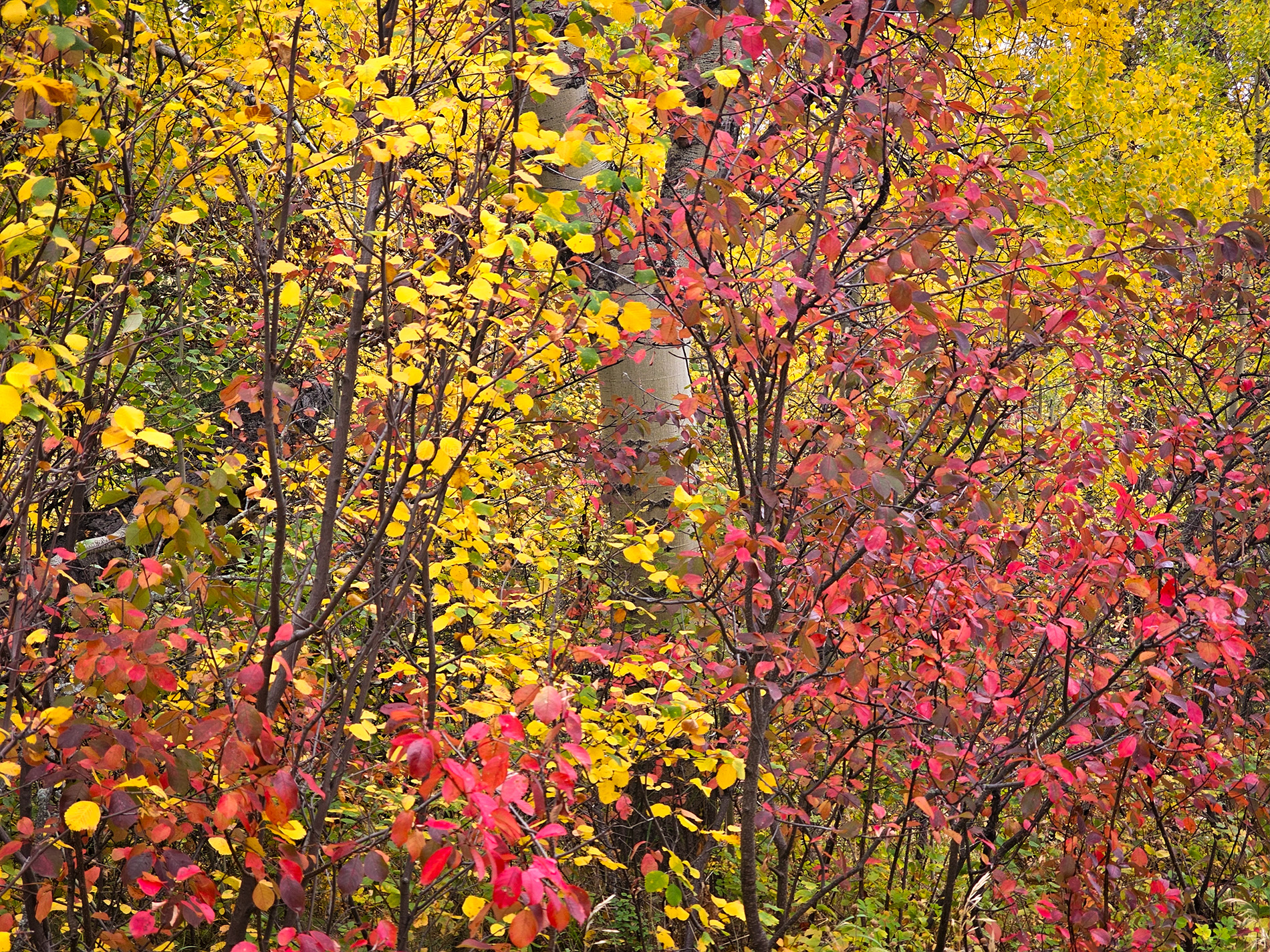 Red and Gold, Reesor Lake, Cypress Hills Provincial Park, AB, 2025-10-04
