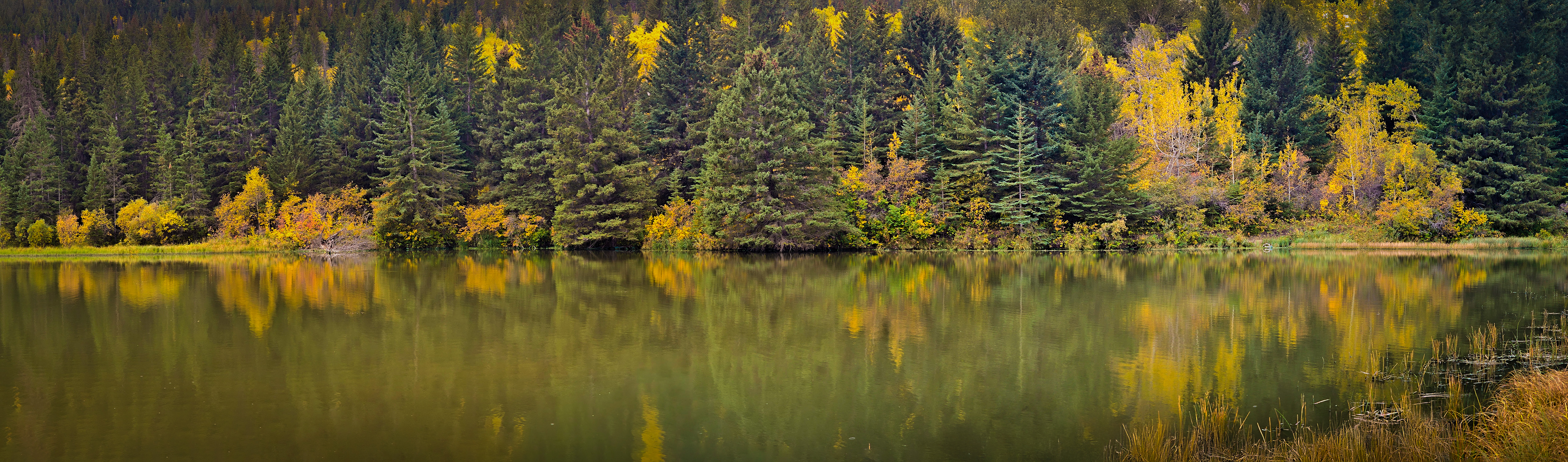 Reflected Fall Panorama, Reesor Lake, Cypress Hills Provincial Park, AB, 2025-10-04