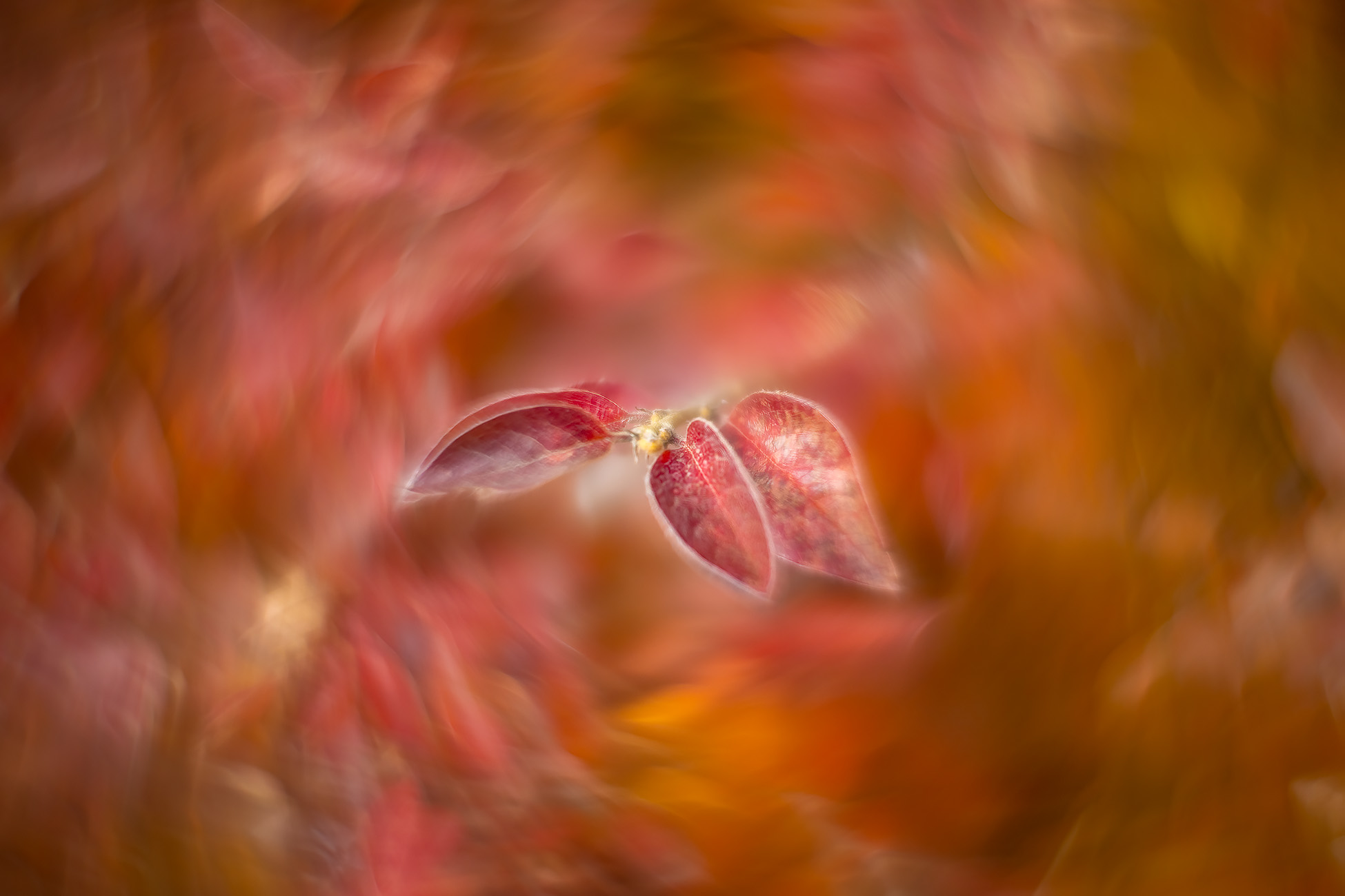 Sea of red, My Front Yard, Strathmore, AB, 2025-10-24