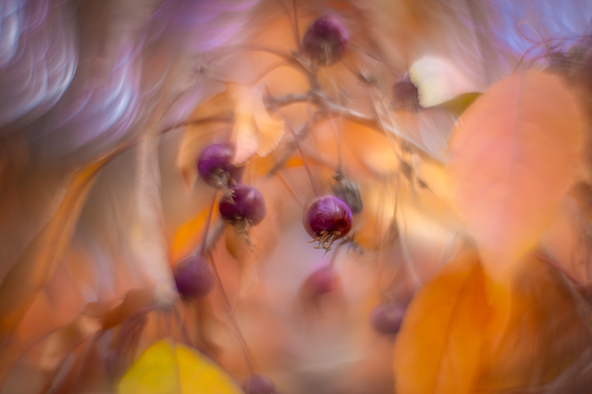 Last hurrah, My Backyard, Strathmore, AB, 2025-10-24