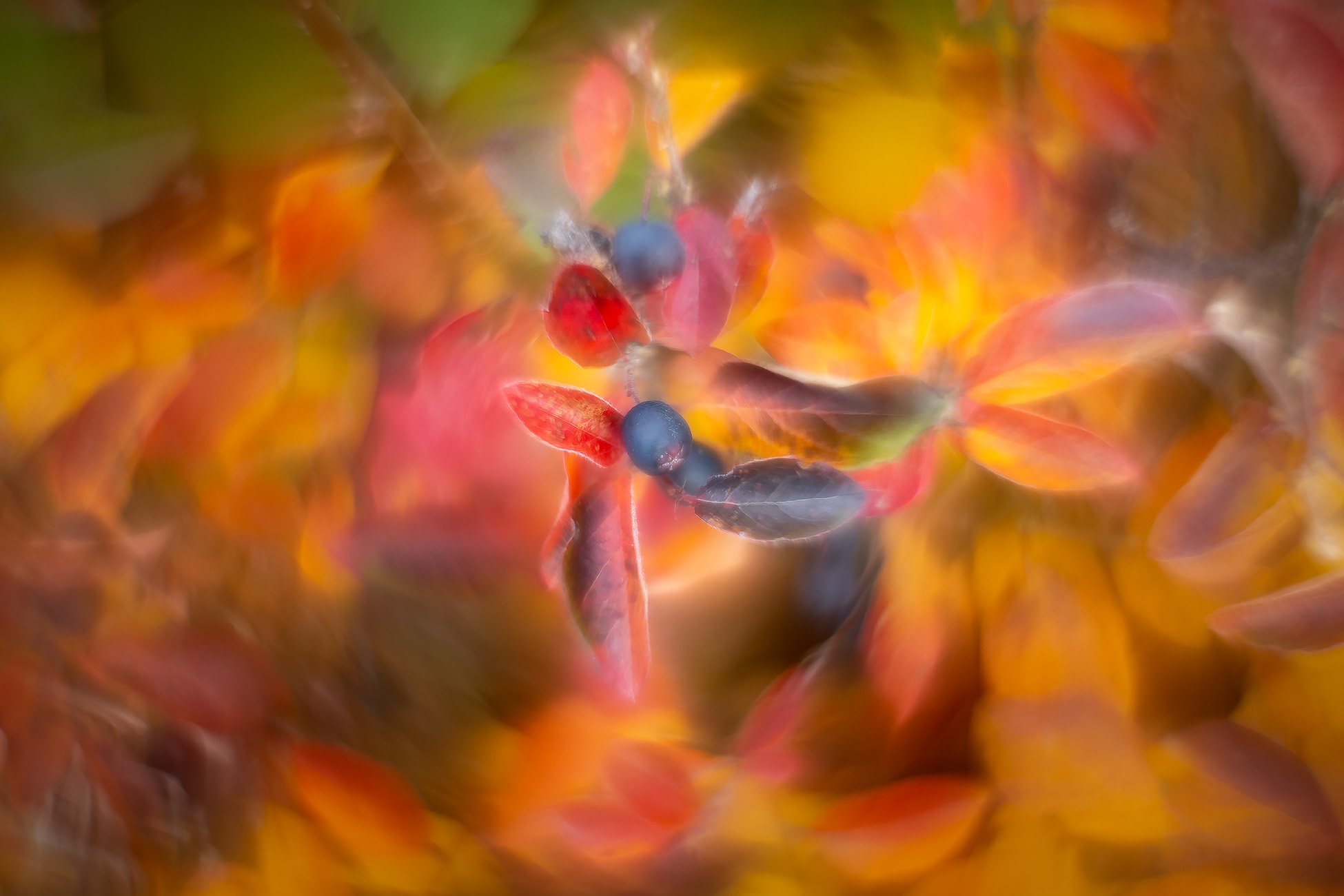 Not to be confused with Dave Berry, My Front Yard, Strathmore, AB, 2025-10-24