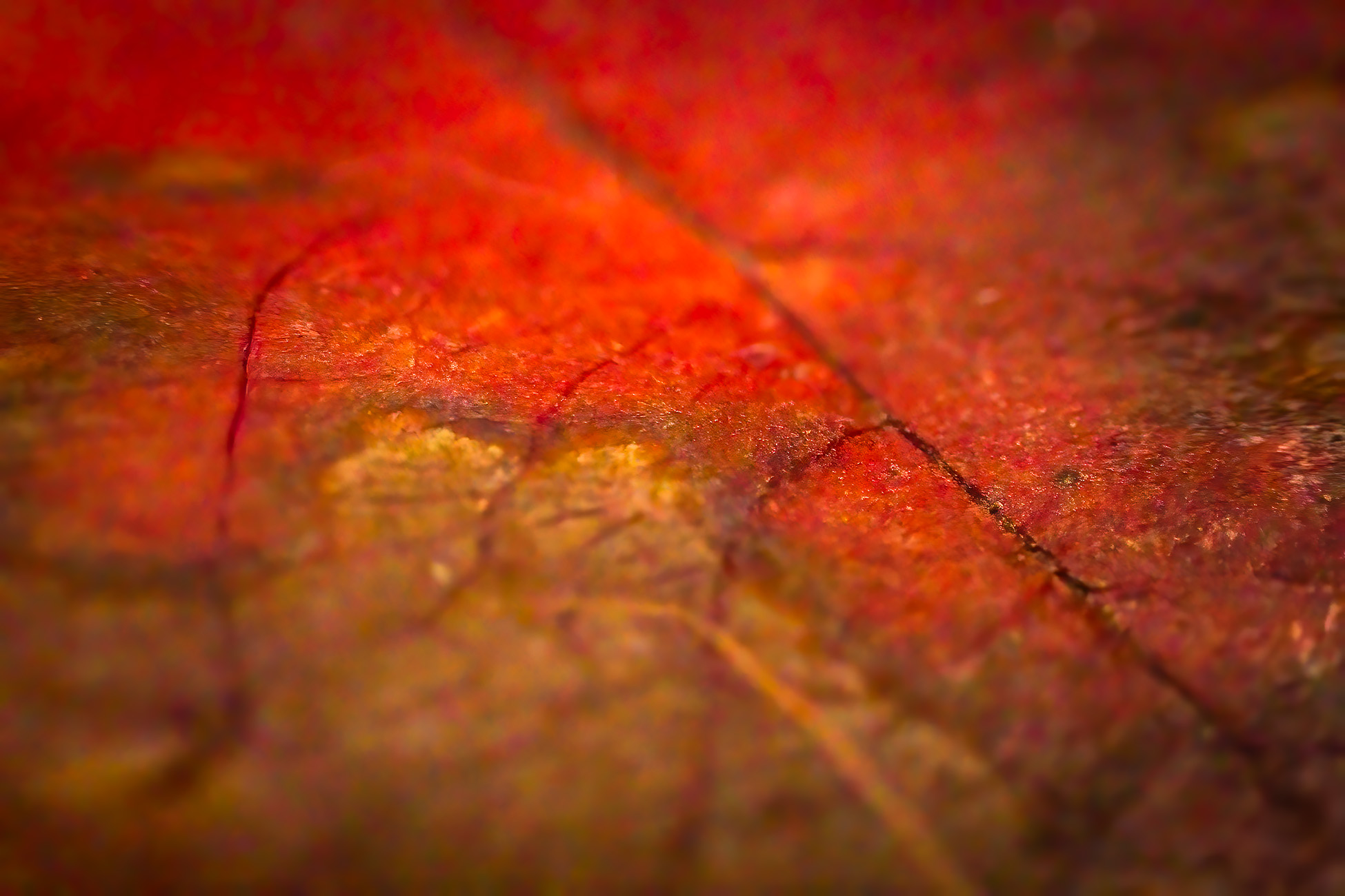 Starting to crack under pressure, My Backyard, Strathmore, AB, 2025-11-02