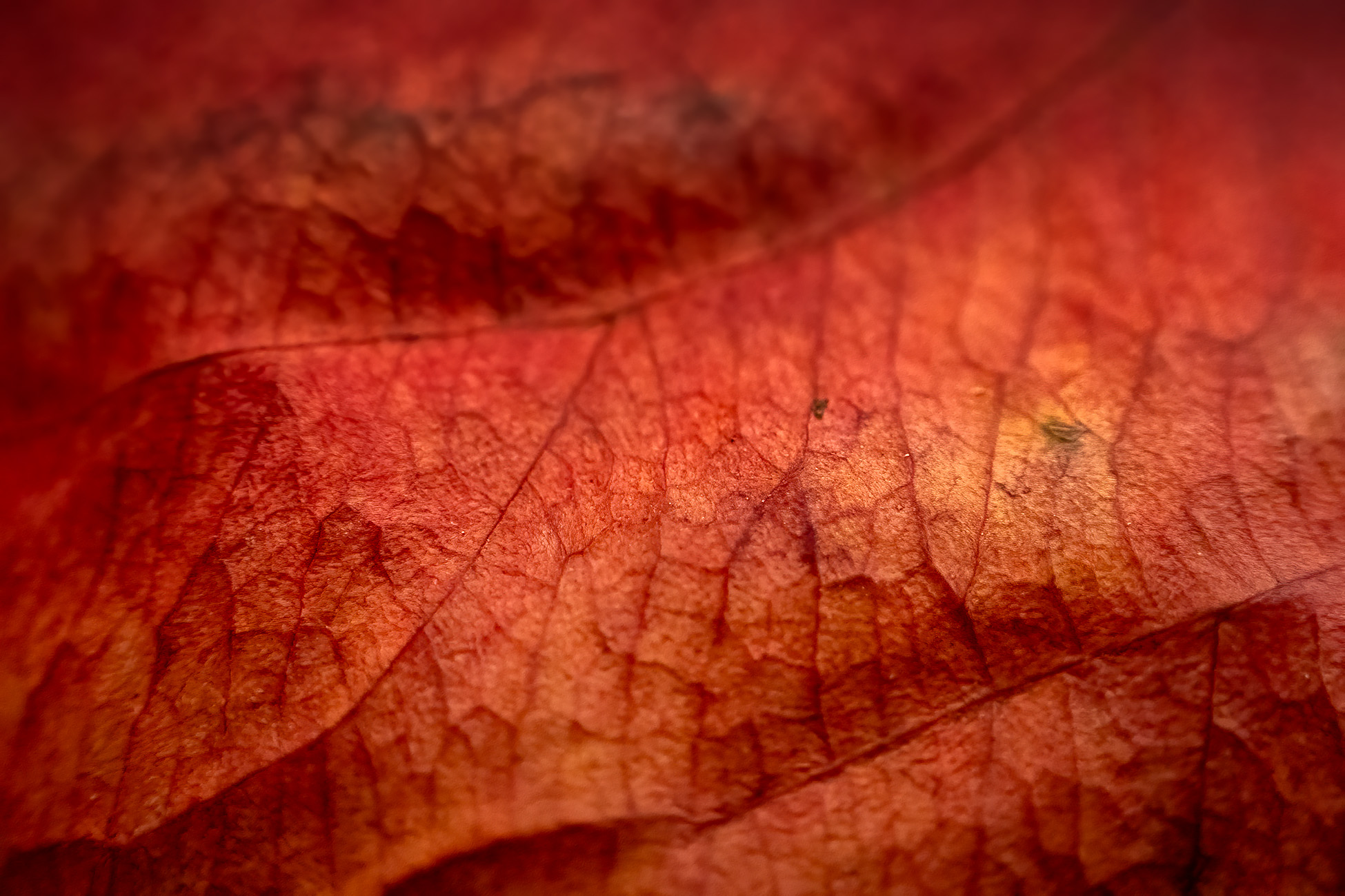 Red's Dead, My Backyard, Strathmore, AB, 2025-11-02