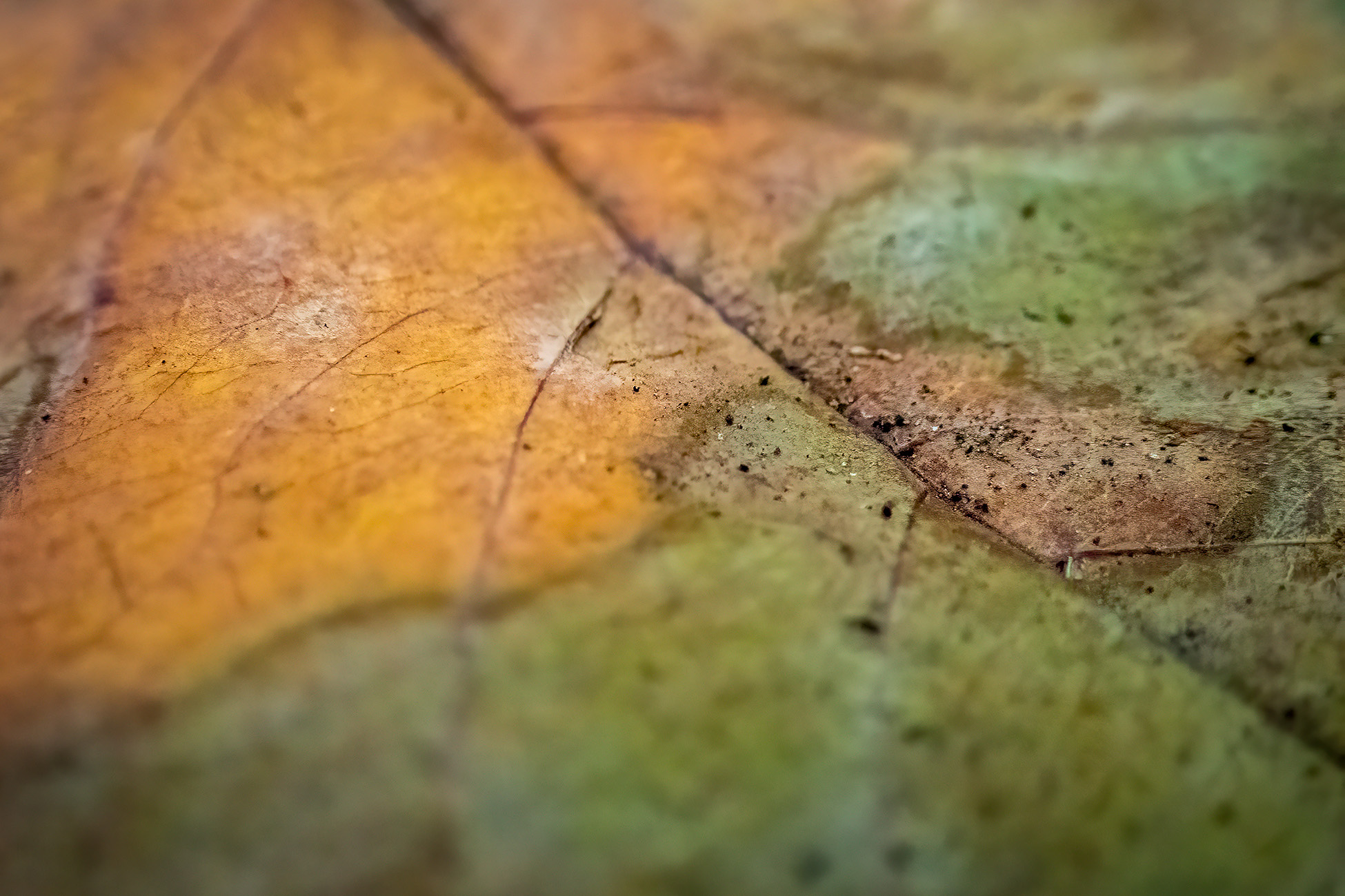 True Grit, My Backyard, Strathmore, AB, 2025-11-02