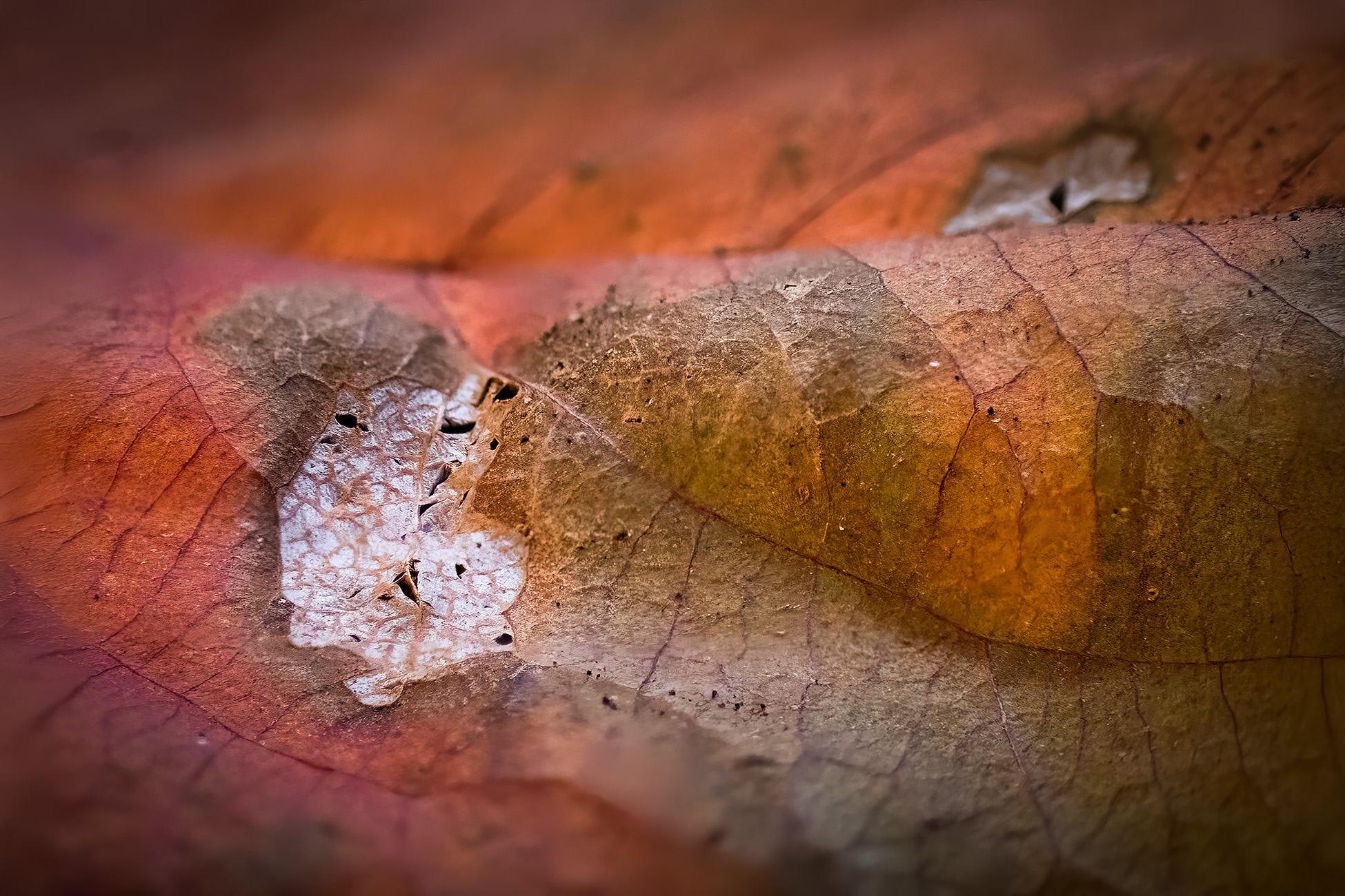 Out, damned spot, My Backyard, Strathmore, AB, 2025-11-02