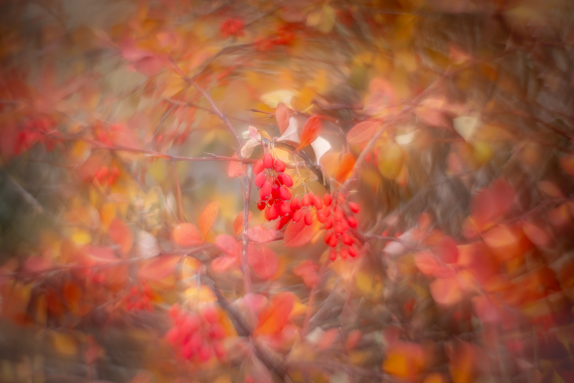 The Calgary Flames approve of this image, Thomas Drive Pathway, Strathmore, AB, 2025-11-05