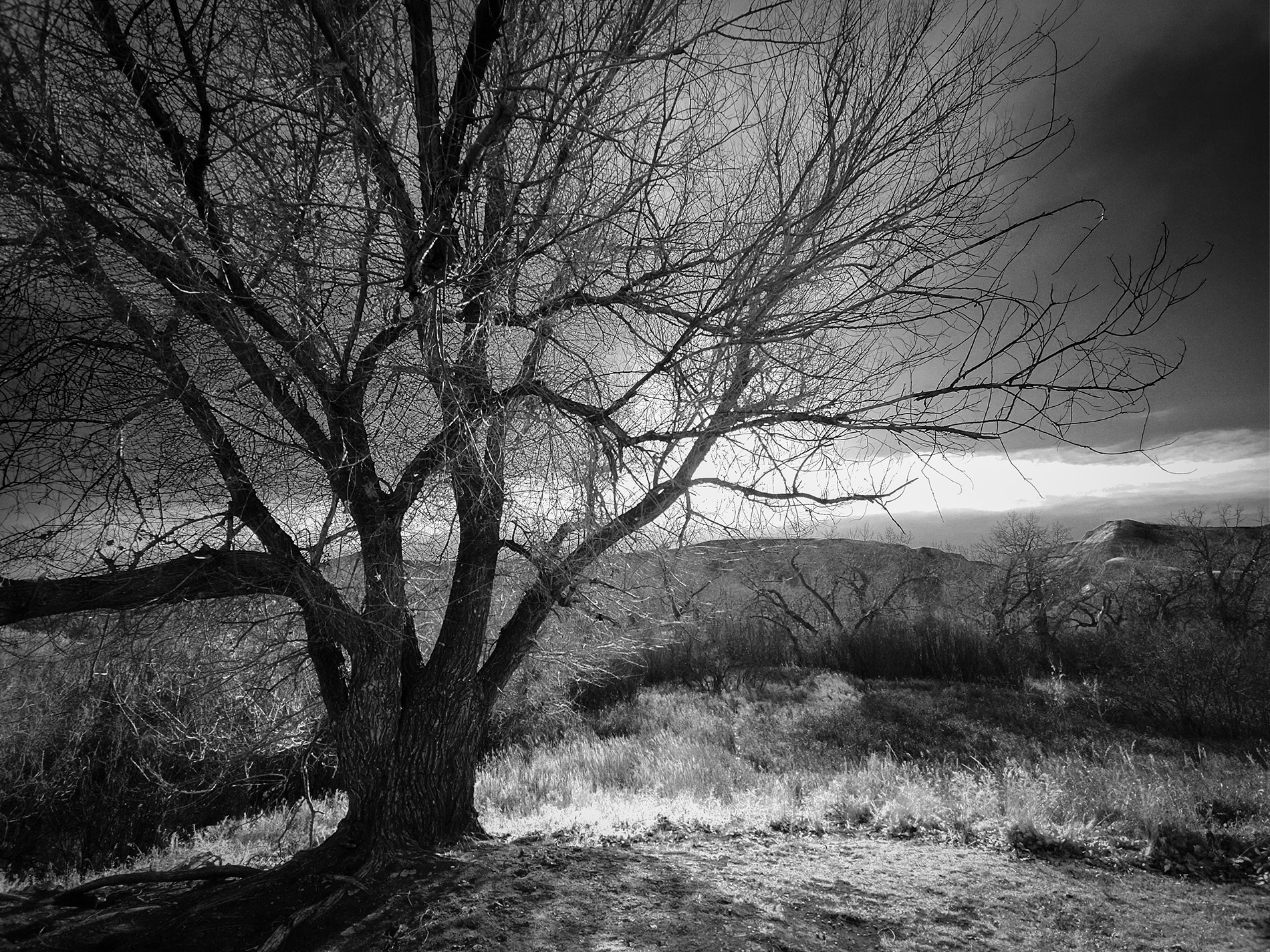 Hanging tree, Drumheller, AB, 2025-11-10
