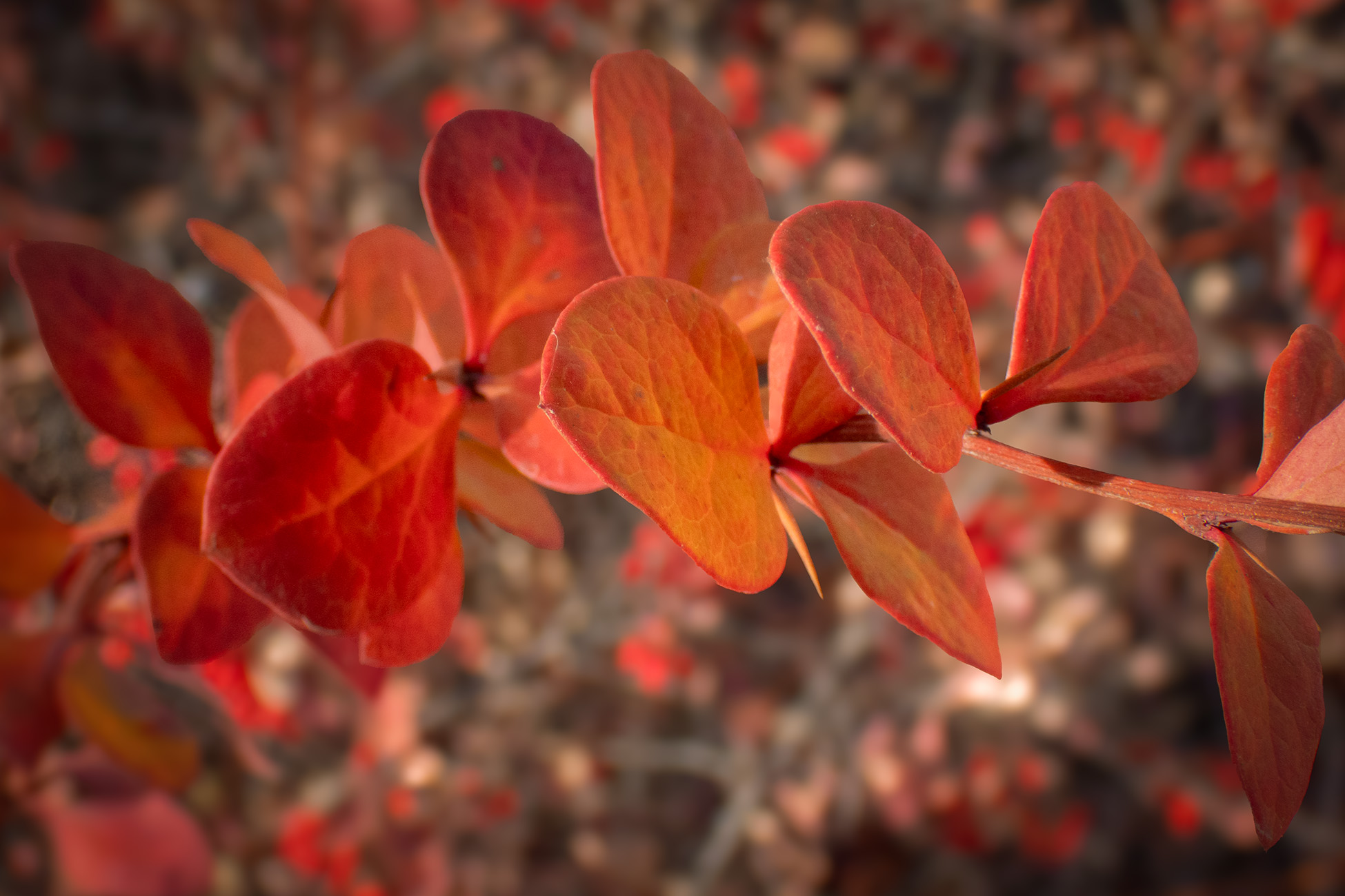 Red for Remembrance Day, Thomas Drive, Strathmore, AB, 2025-11-11