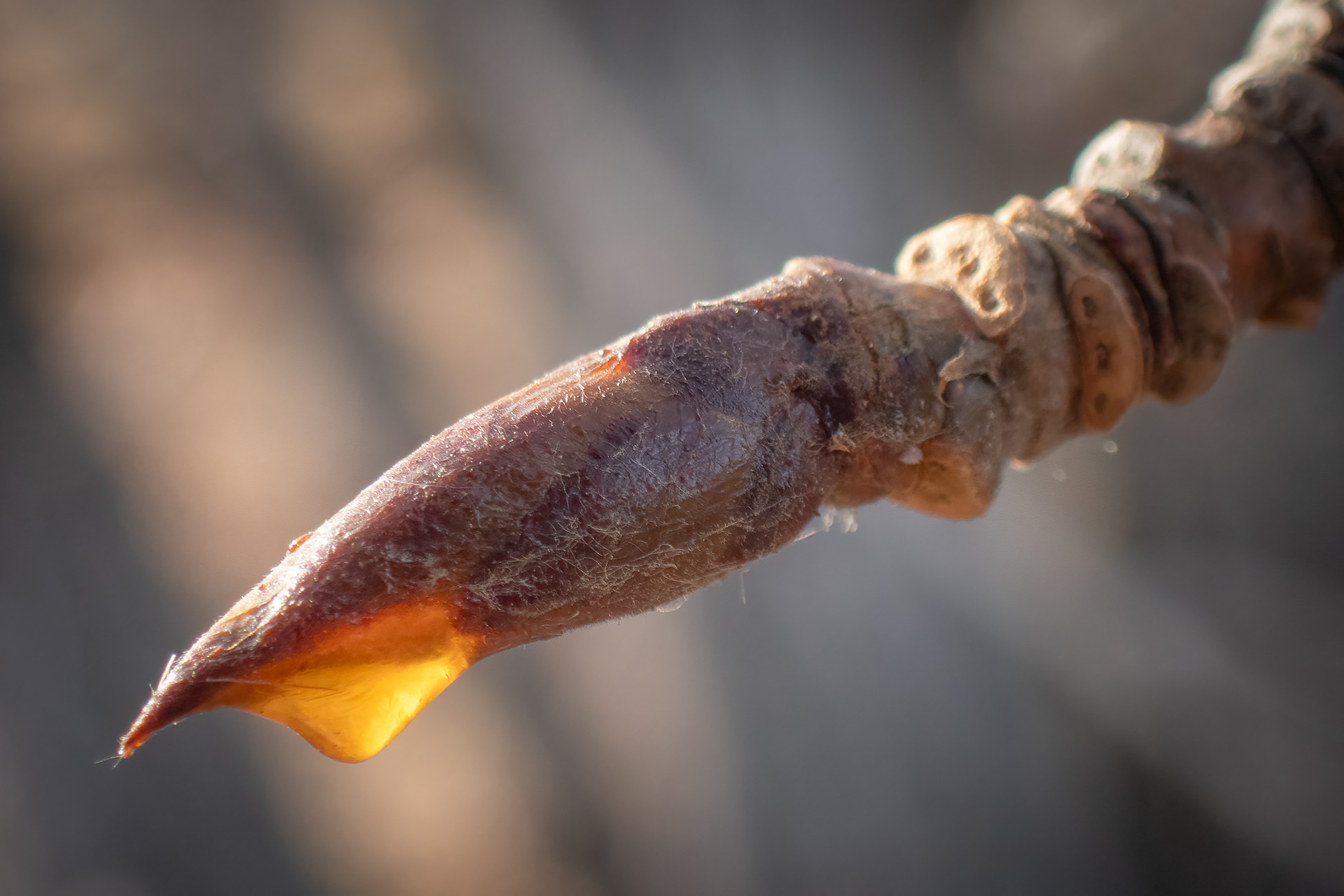 Positively dripping, Thomas Drive, Strathmore, AB, 2025-11-11