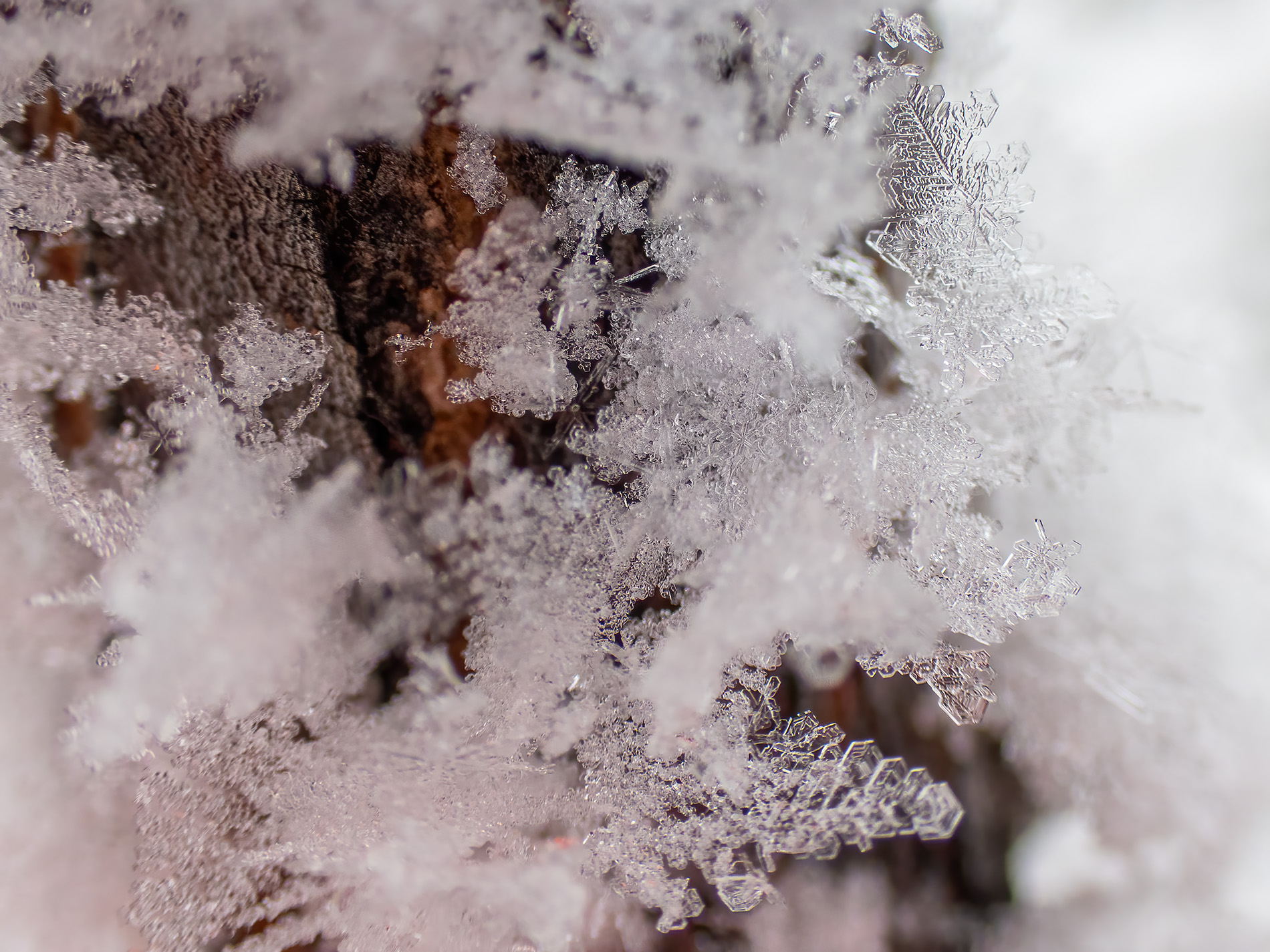 Breaking out the good crystal, Gray Park, Strathmore, AB, 2026-01-04