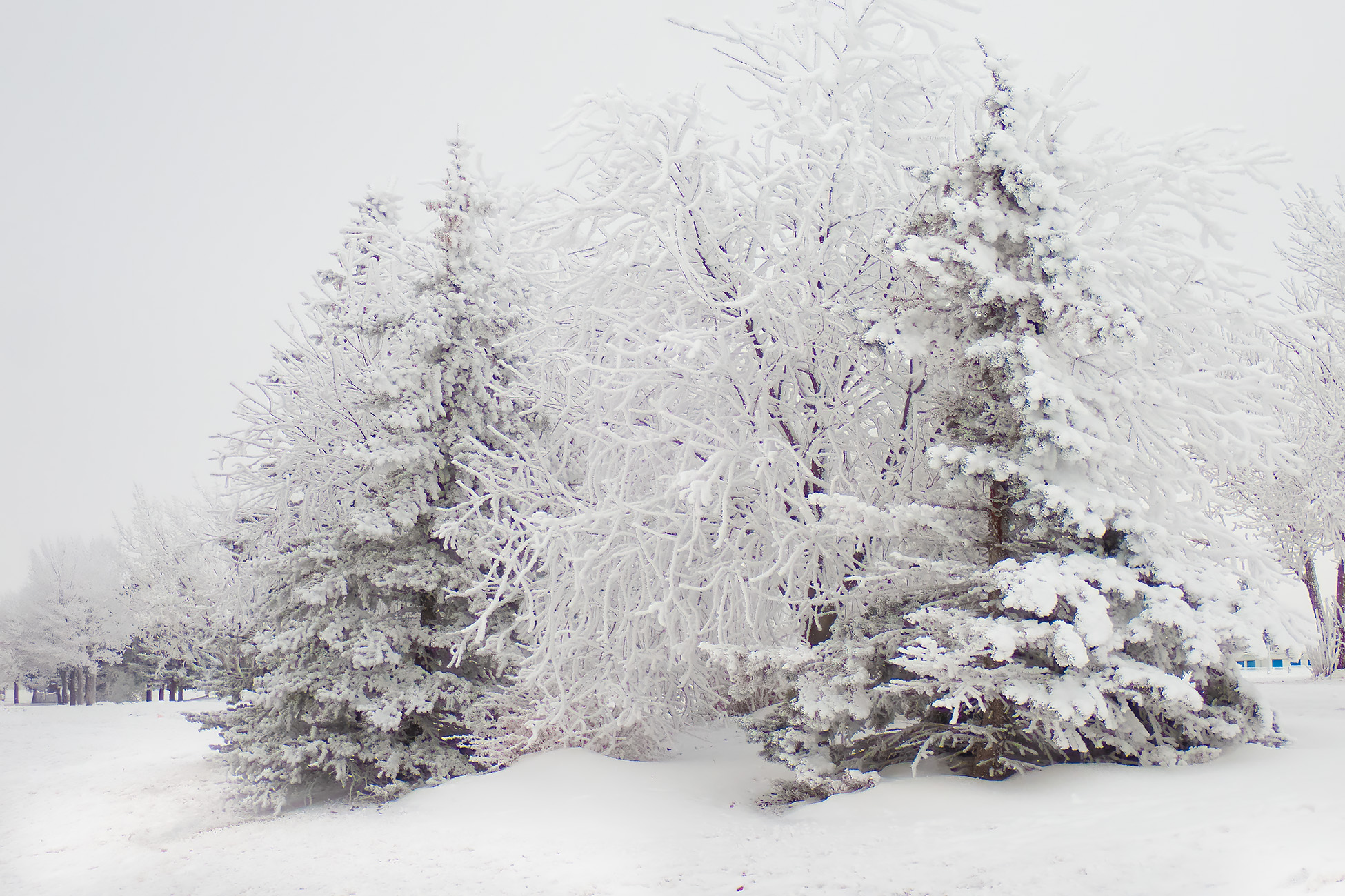 It's a winter blunder land, Thomas Drive, Strathmore, AB, 2026-01-04