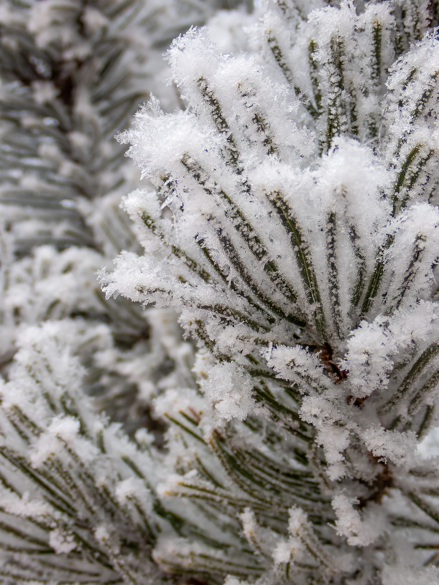 Pining for you 01, My Backyard, Strathmore, AB, 2026-01-04