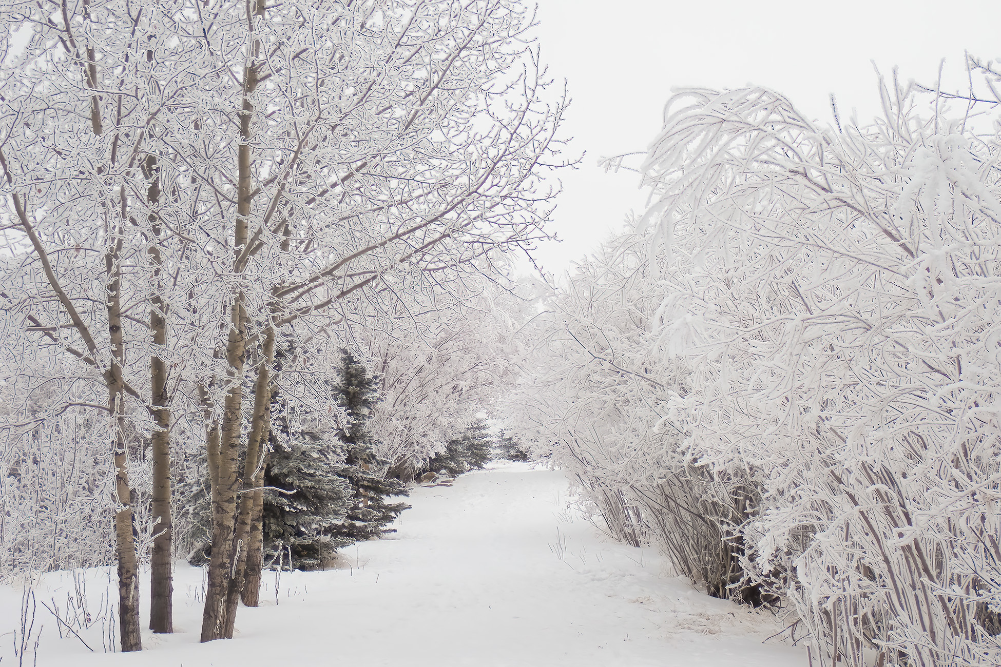 Have the place to myself, Gray Park, Strathmore, AB, 2026-01-04