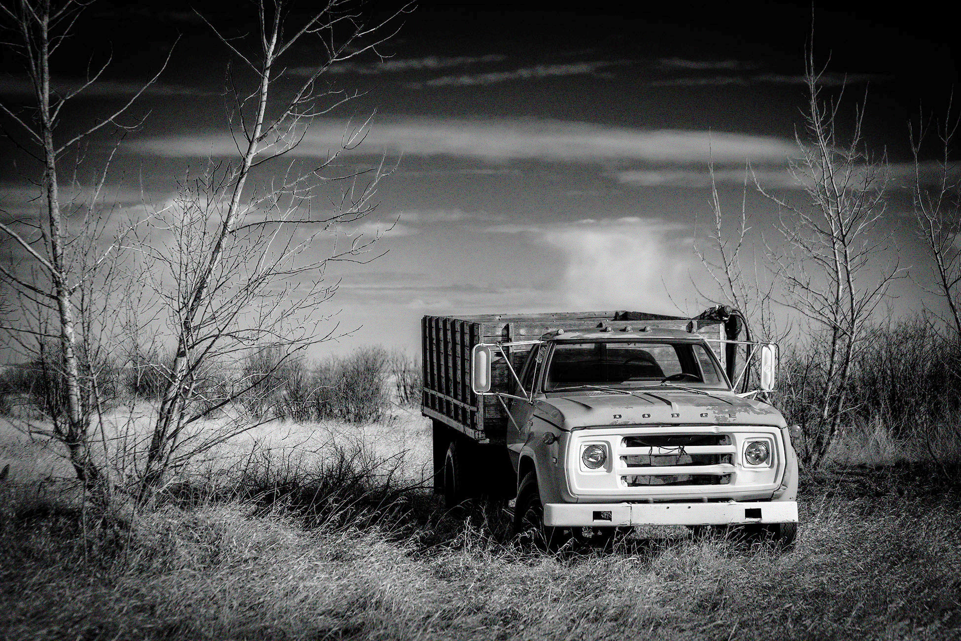 You can't Dodge me forever, Sunnyridge Farm, Kirriemuir, AB, 2026-04-04