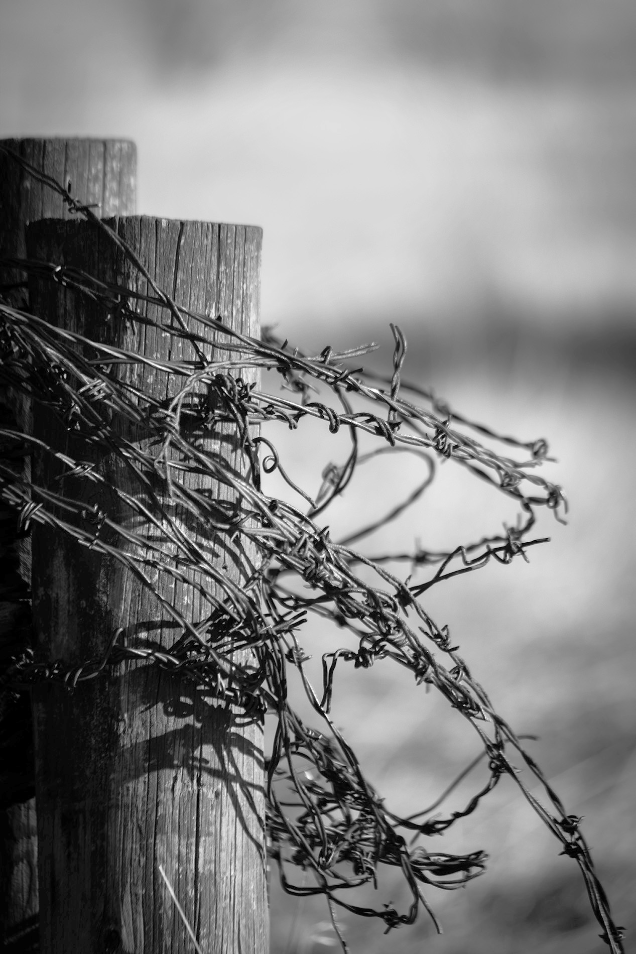 She has a barbed tongue, Sunnyridge Farm, Kirriemuir, AB, 2026-04-04