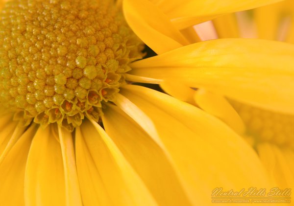 Daisy