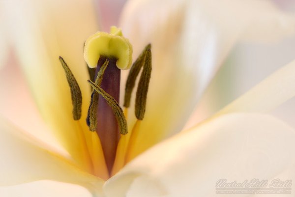 Dying Tulip