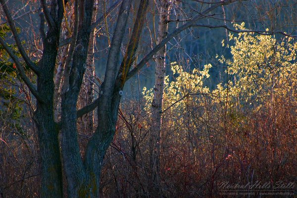 Pussy Willows At Sunset