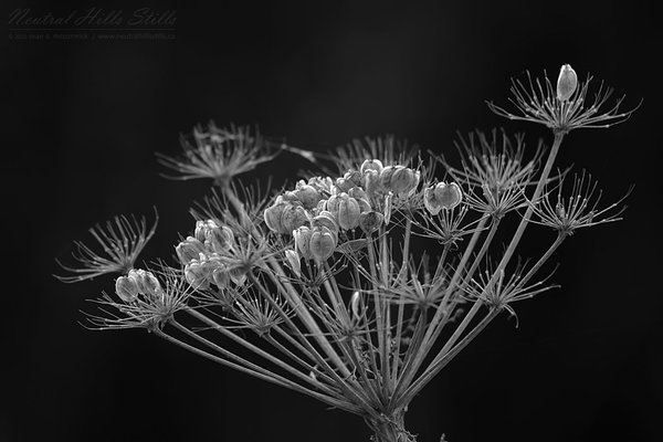 Wild Dill in Black and White