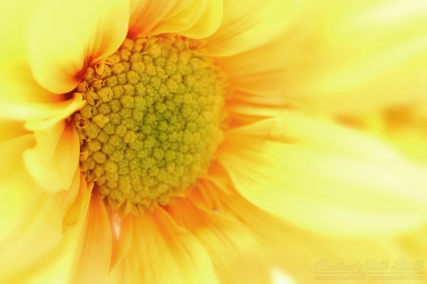 Another Daisy