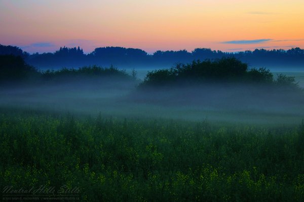 Fog in Field