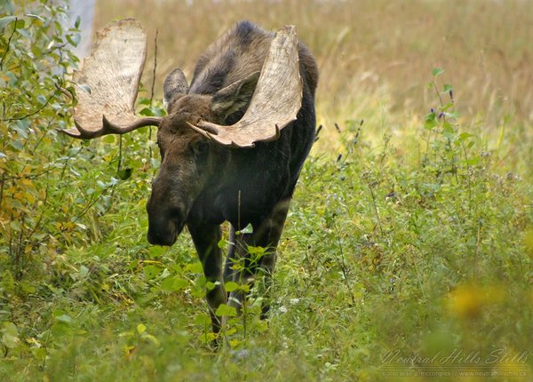 Moose!