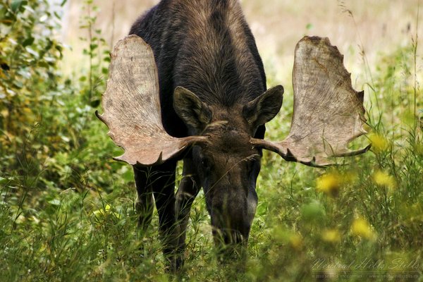 Moose! Again!
