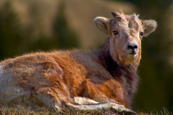 That'll Get Your Goat