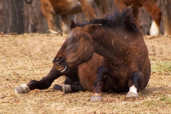 Horse Laugh