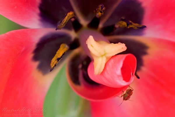Tulip & Bug