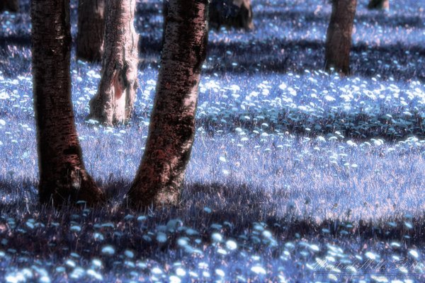 Dandelions: Reversed Colours