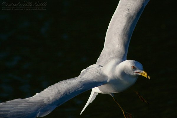Coming in for a landing