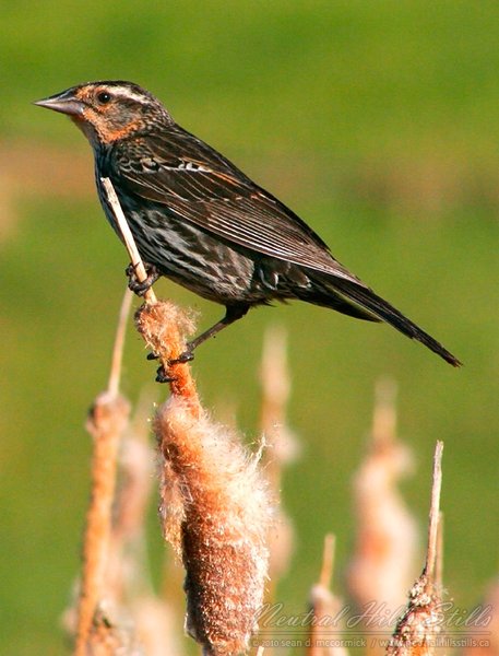 Female Blackbird