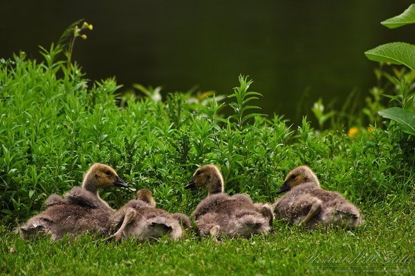 Goslings