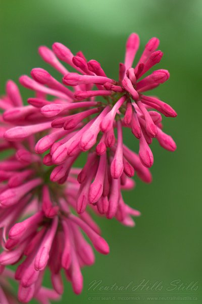 Pink something-or-other