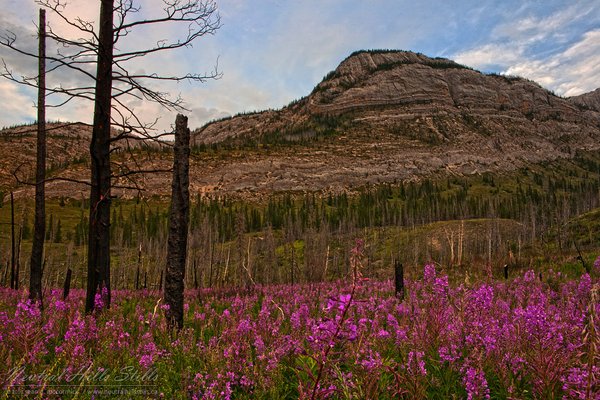 Fire Weed East of Jasper, Alberta