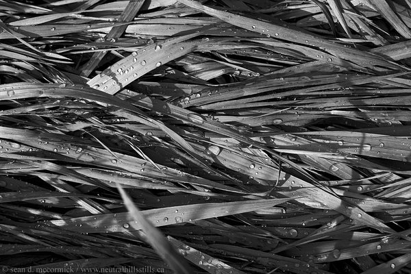 Wet grass