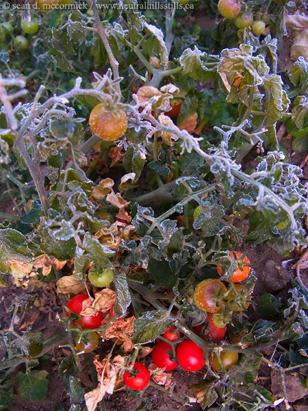 The killing frost
