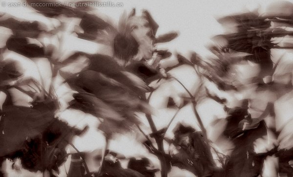Sunflowers in the wind: A motion study in sepia