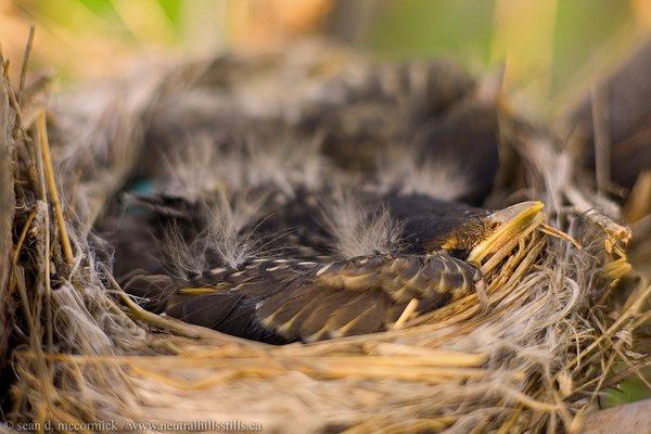 Baby robins