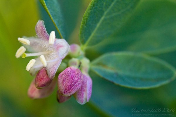 Unidentified flower