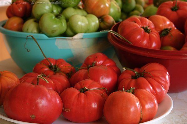 Tomatoes: Just picked