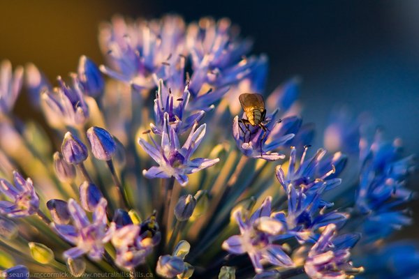 Bug collecting pollen on some allium