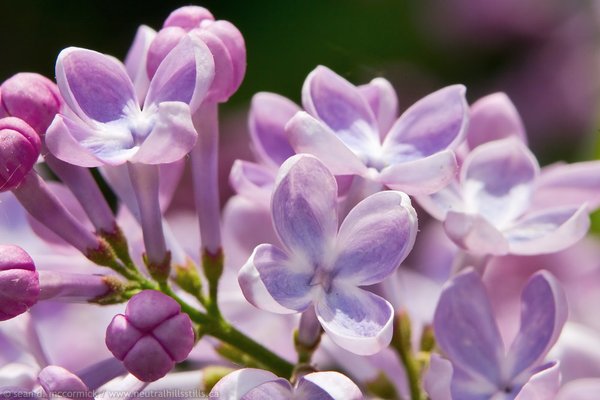 Faye's lilacs [4 of 5]