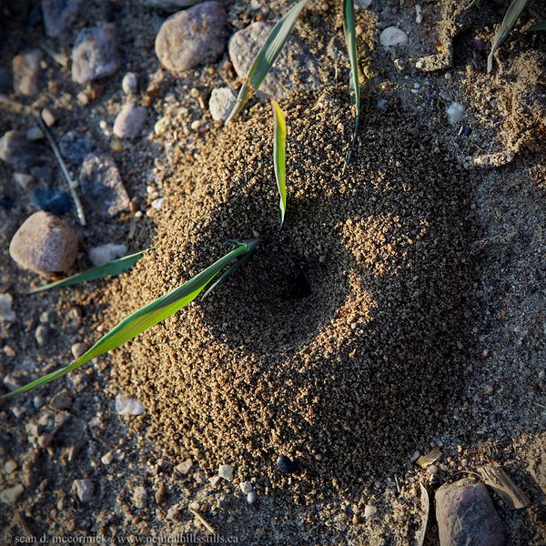 Gonna rain: The ants are kicking up