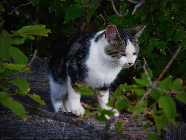 The mighty hunter