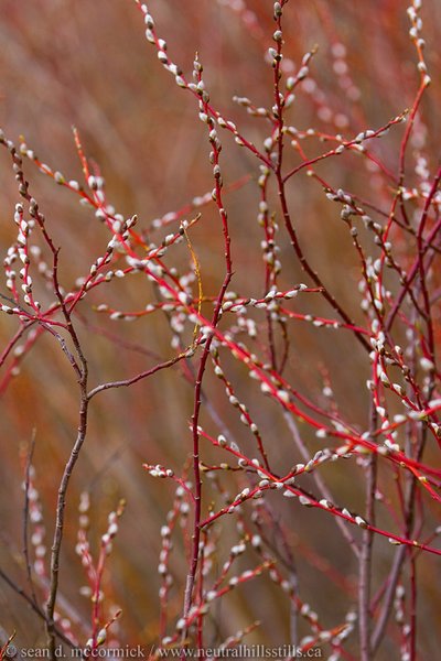 Perfunctory pussy willow shot [1 of 2]
