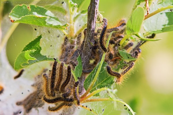 Tent caterpillar invasion, 2008 [1 of 3]