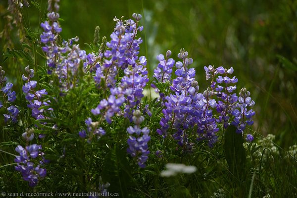 Wildflowers [4 of 5]