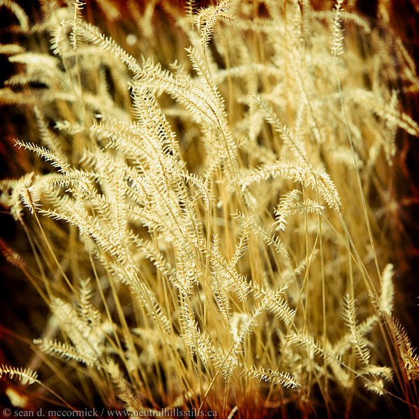 You can never have too many grass pictures